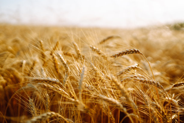 triticum