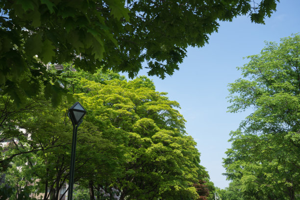 odori