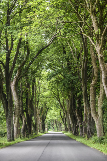 avenue