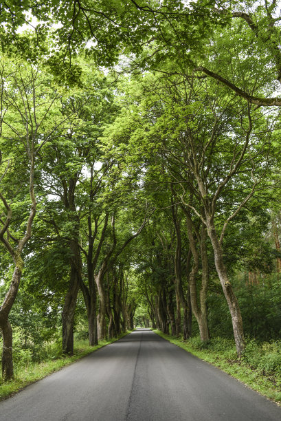 avenue