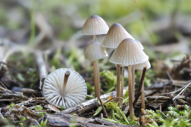 agaric