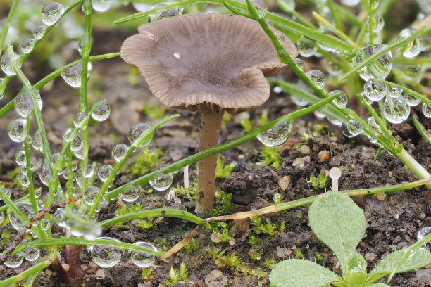 agaric