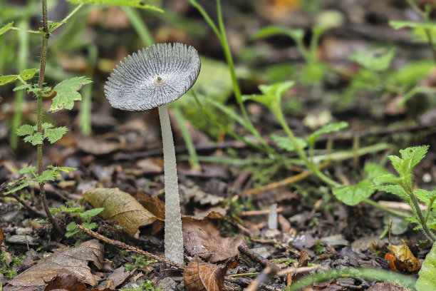 agaric