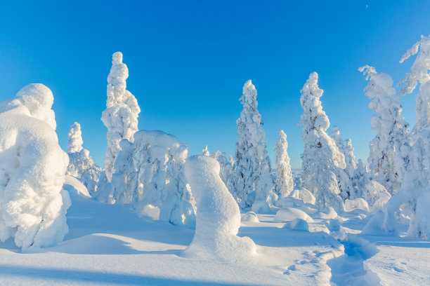 冬季芬兰北部白色的雪原与森林