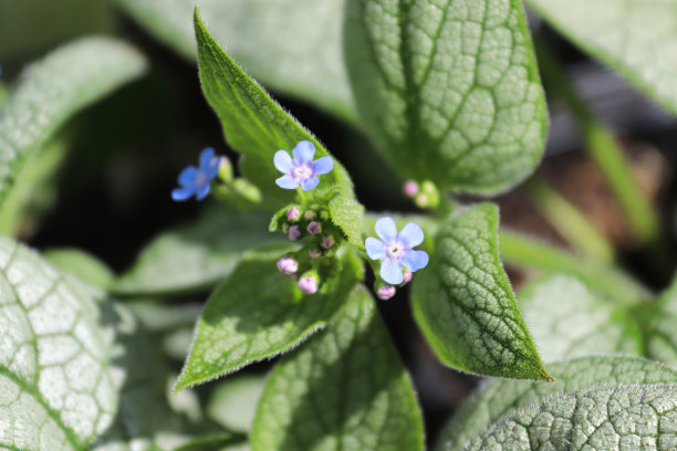 brunnera