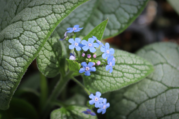 brunnera