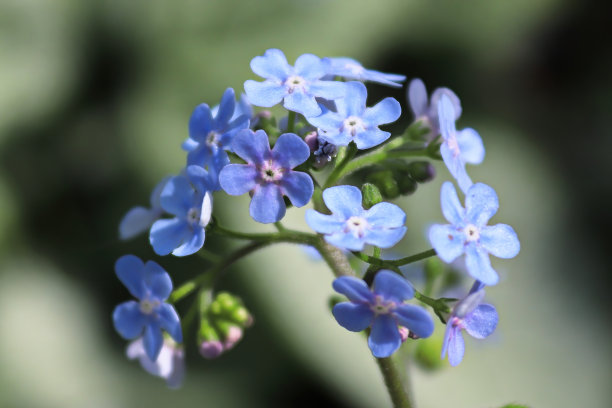 brunnera
