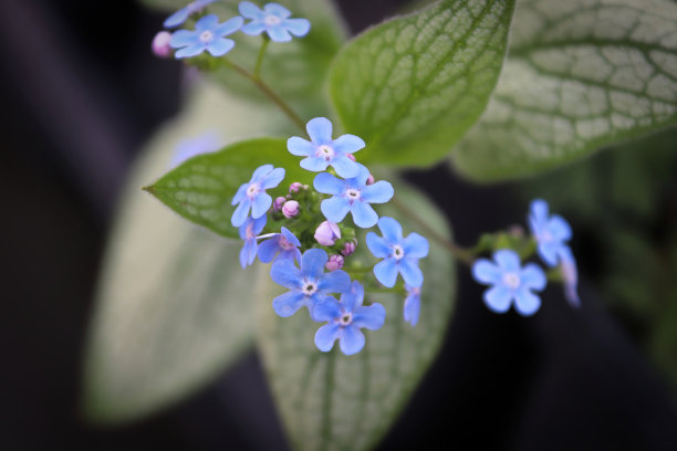 brunnera