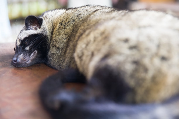 civet
