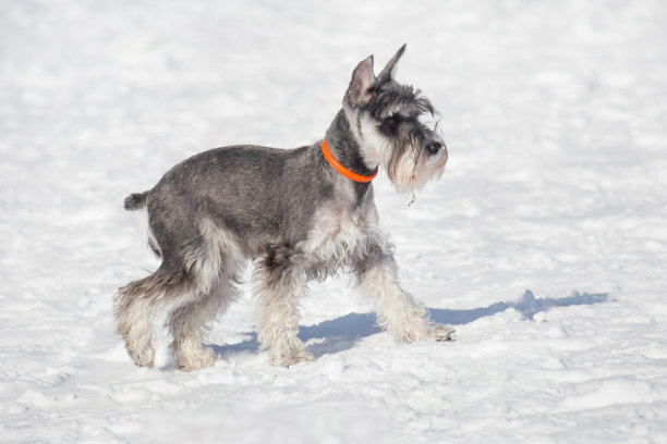 schnauzer