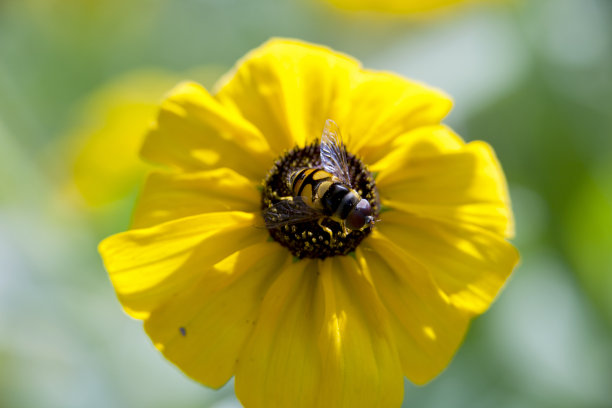 橙红色花朵条纹背景图案
