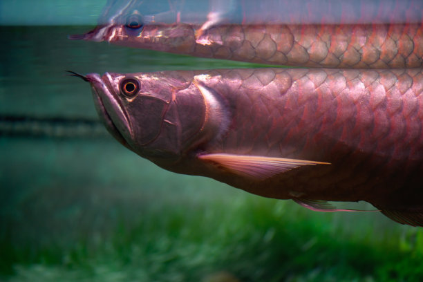 arowana