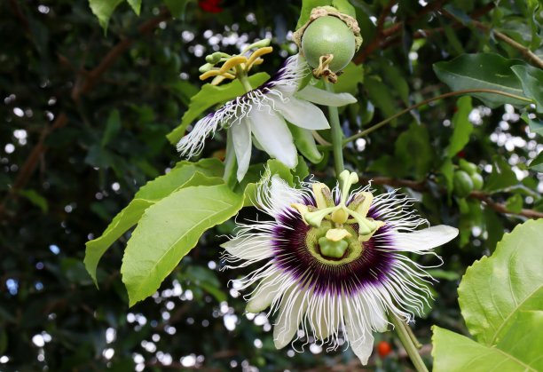 passiflora