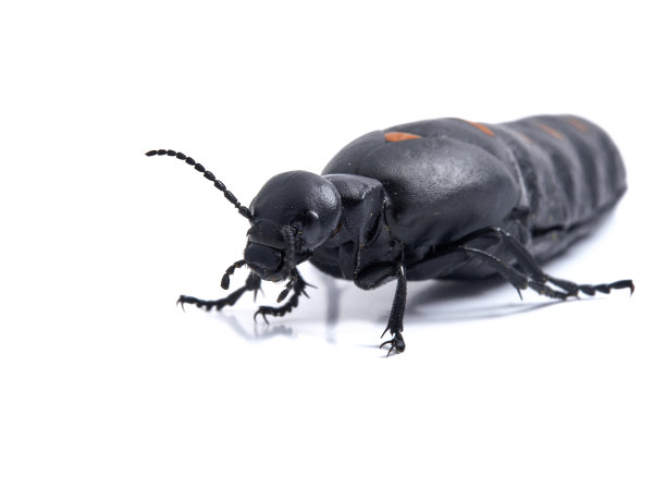 arthropod