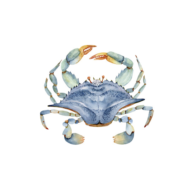 青蟹插画