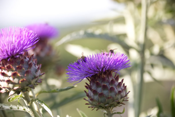 artichoke