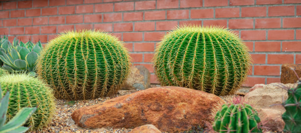 saguaro