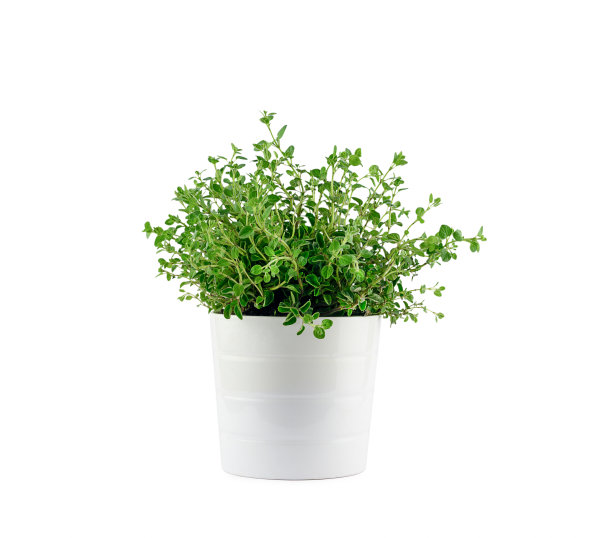 oregano