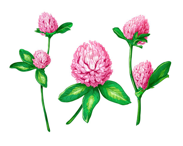 shamrock