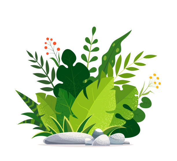 植物插画