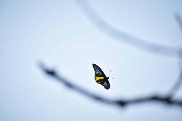 ornithoptera