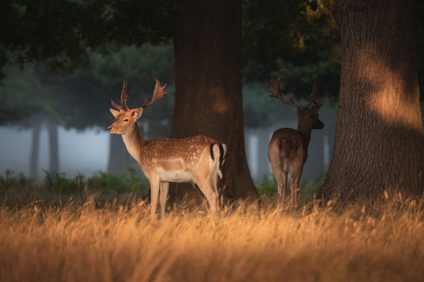 deer