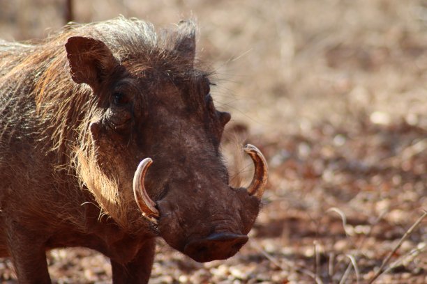 phacochoerus