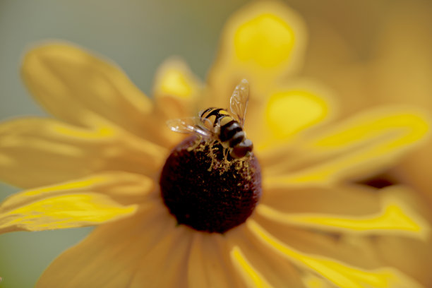 橙红色花朵条纹背景图案