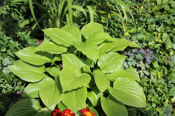 hosta