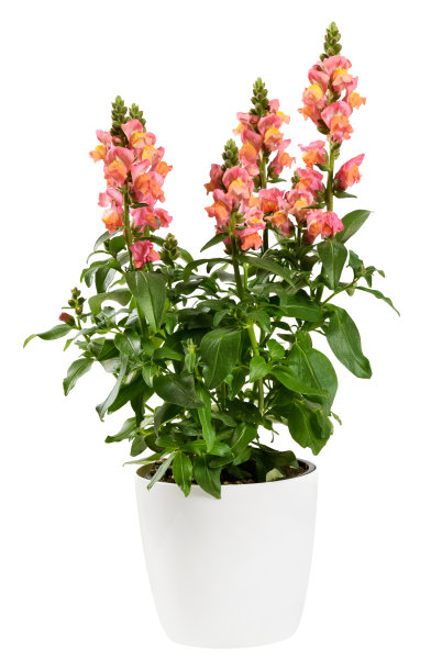 snapdragon