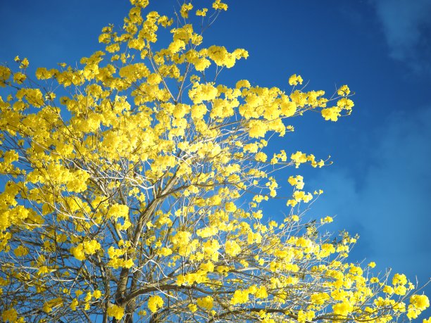 黄花风铃木