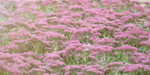 sedum