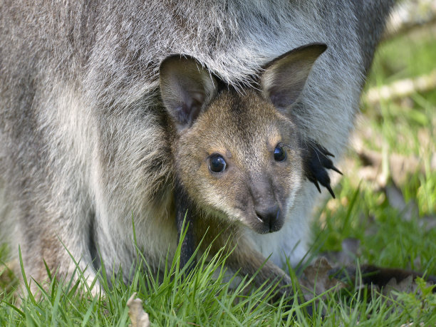 pouch