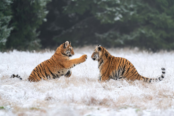 tiger