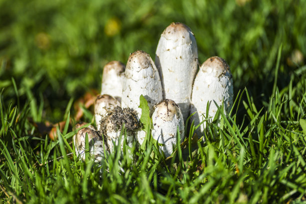 coprinus