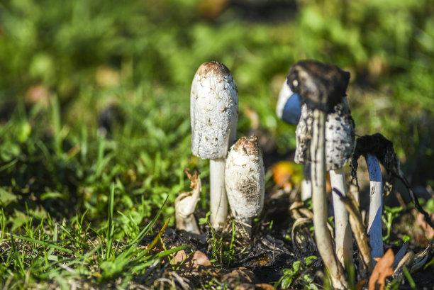 coprinus