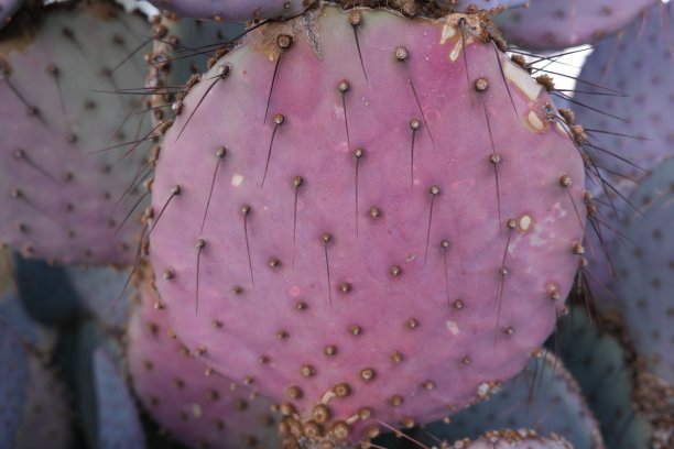 saguaro