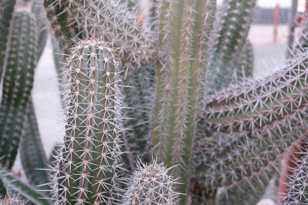 cholla