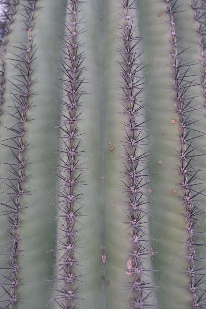 cholla