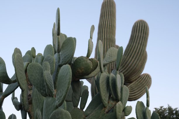 cholla