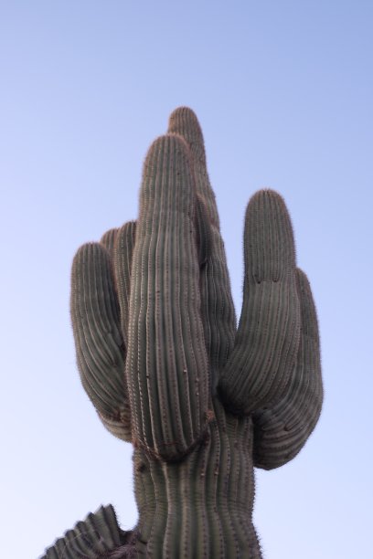 cholla