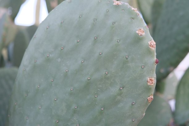 saguaro