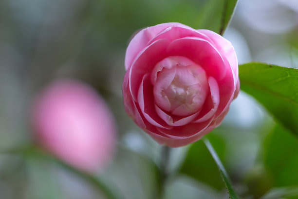 bloom