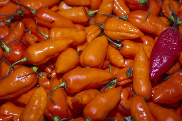 cayenne