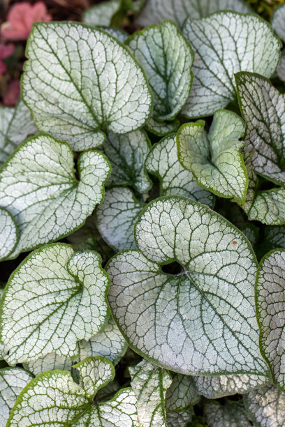 brunnera