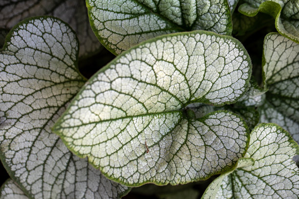 brunnera