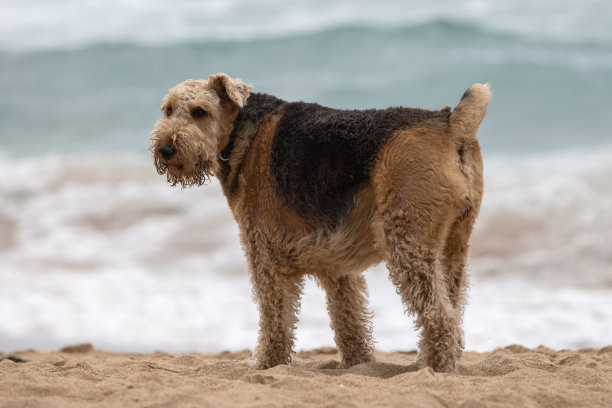 airedale