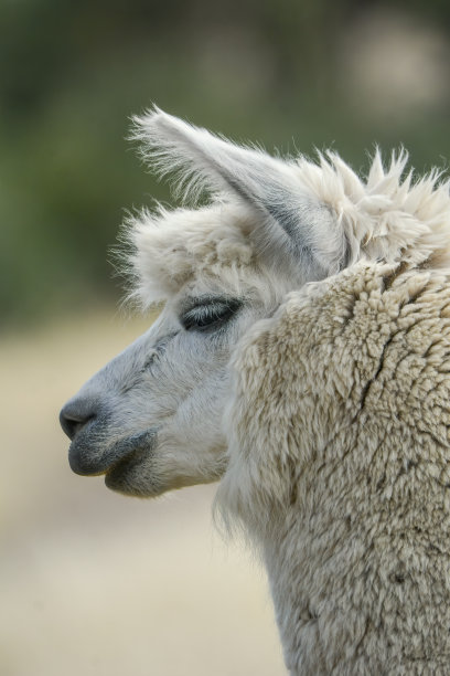 llama