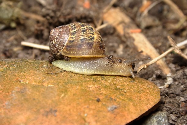 gastropod