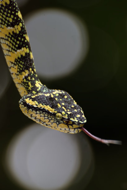 atheris
